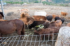 護生園區內的牛群