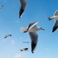 松島灣內展翅高飛的海鷗群